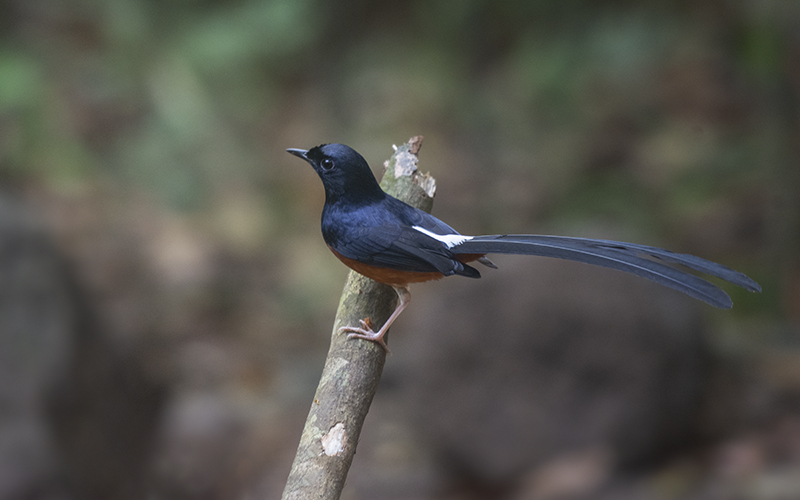 White-rumped Shama (Kittacincla malabarica) at Cat Tien Bird Hides - Southern Vietnam. Photo by: Phuc Le - Vietnam Bird Photography Tours - Vietbirdphototours.com